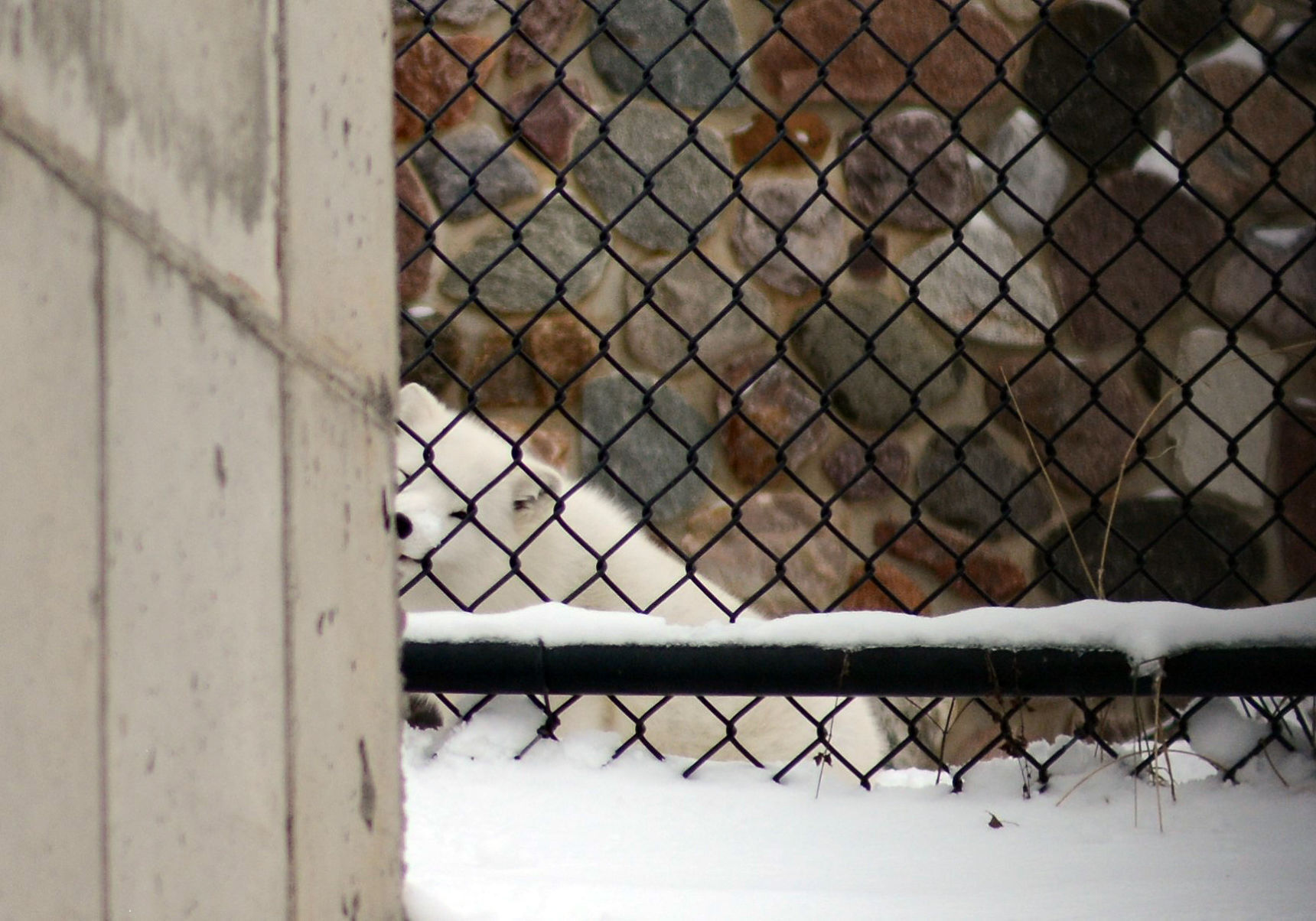 New bear at Ochsner Park Zoo